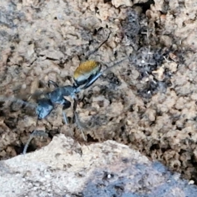 Camponotus aeneopilosus (A Golden-tailed sugar ant) at Alison Hone Reserve - 8 Jun 2024 by trevorpreston