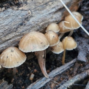 Mycena sp. ‘grey or grey-brown caps’ at Alison Hone Reserve - 8 Jun 2024 04:30 PM