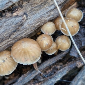 Mycena sp. ‘grey or grey-brown caps’ at Alison Hone Reserve - 8 Jun 2024 04:30 PM