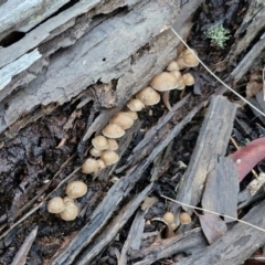 Mycena sp. ‘grey or grey-brown caps’ at Alison Hone Reserve - 8 Jun 2024 04:30 PM