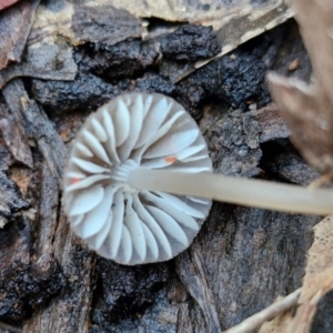 Mycena sp. ‘grey or grey-brown caps’ at Alison Hone Reserve - 8 Jun 2024 04:30 PM