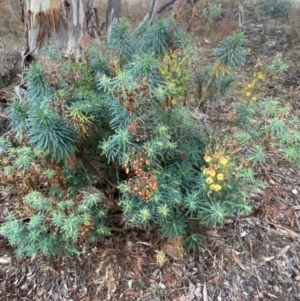 Euphorbia characias at QPRC LGA - 8 Jun 2024