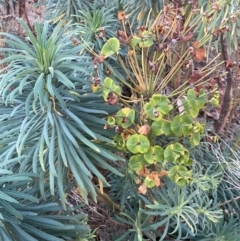 Euphorbia characias at QPRC LGA - 8 Jun 2024