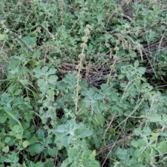 Marrubium vulgare at Alison Hone Reserve - 8 Jun 2024 04:28 PM