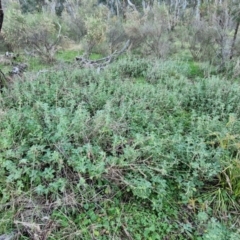 Marrubium vulgare at Alison Hone Reserve - 8 Jun 2024 04:28 PM