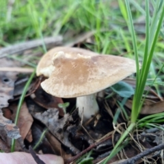 Unidentified Cap on a stem; gills below cap [mushrooms or mushroom-like] at Alison Hone Reserve - 8 Jun 2024 by trevorpreston