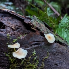 Unidentified Fungus at Box Cutting Rainforest Walk - 6 Jun 2024 by Sunray