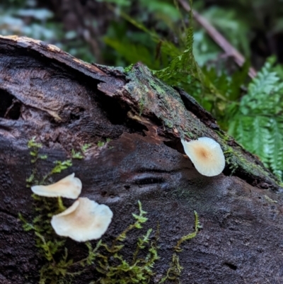 Unidentified Fungus at Box Cutting Rainforest Walk - 6 Jun 2024 by Sunray