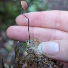 Marasmius sp. (Horse hair fungus) at Box Cutting Rainforest Walk - 6 Jun 2024 by Sunray