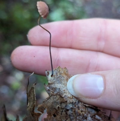 Marasmius sp. (Horse hair fungus) at Box Cutting Rainforest Walk - 6 Jun 2024 by Sunray