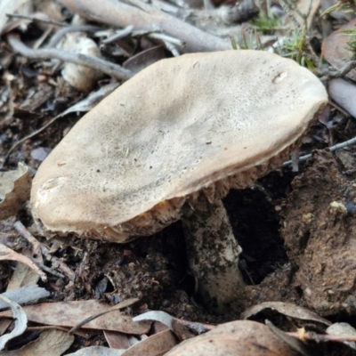 Unverified Cap on a stem; gills below cap [mushrooms or mushroom-like] at Alison Hone Reserve - 8 Jun 2024 by trevorpreston