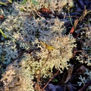 Cladia corallaizon at Alison Hone Reserve - 8 Jun 2024 04:13 PM