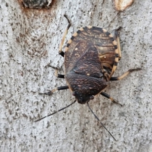 Platycoris rotundatus at Alison Hone Reserve - 8 Jun 2024