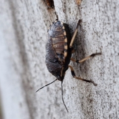 Platycoris rotundatus at Alison Hone Reserve - 8 Jun 2024