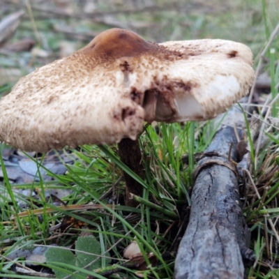 Macrolepiota clelandii (Macrolepiota clelandii) at Alison Hone Reserve - 8 Jun 2024 by trevorpreston