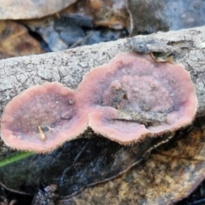 Xylobolus illudens at Alison Hone Reserve - 8 Jun 2024 04:08 PM