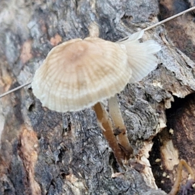 Mycena sp. (Mycena) at Alison Hone Reserve - 8 Jun 2024 by trevorpreston