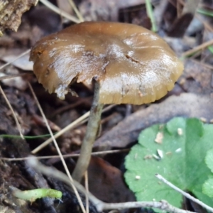 Psilocybe sp. at suppressed - suppressed