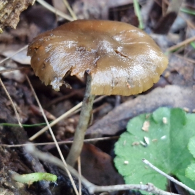 Psilocybe sp. (Psilocybe) by trevorpreston