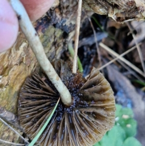 Psilocybe sp. at suppressed - suppressed