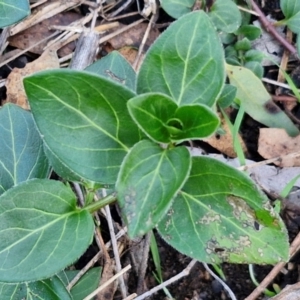 Vinca major at Alison Hone Reserve - 8 Jun 2024 04:05 PM