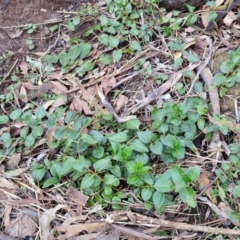 Vinca major at Alison Hone Reserve - 8 Jun 2024 04:05 PM