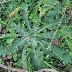 Cirsium vulgare (Spear Thistle) at Alison Hone Reserve - 8 Jun 2024 by trevorpreston