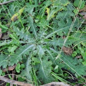 Cirsium vulgare at Alison Hone Reserve - 8 Jun 2024 04:04 PM