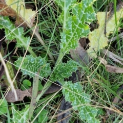 Silybum marianum (Variegated Thistle) at Alison Hone Reserve - 8 Jun 2024 by trevorpreston