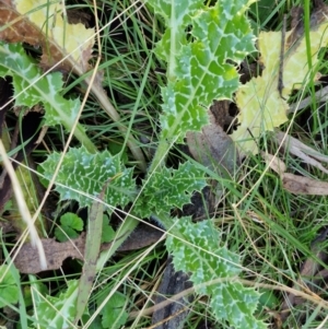 Silybum marianum at Alison Hone Reserve - 8 Jun 2024 04:03 PM