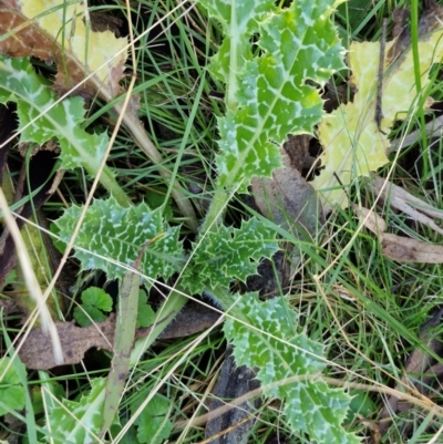 Silybum marianum (Variegated Thistle) at Alison Hone Reserve - 8 Jun 2024 by trevorpreston