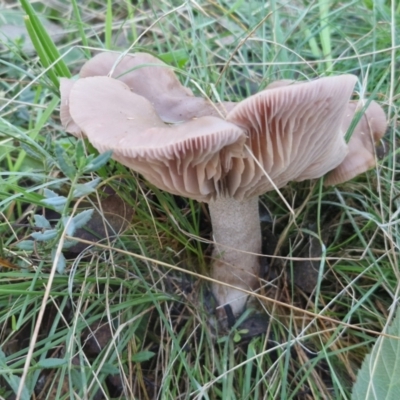 Lepista sp. at Alison Hone Reserve - 8 Jun 2024 by trevorpreston