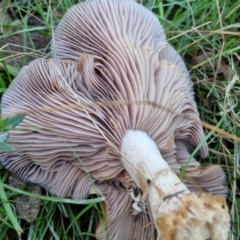 Lepista sp. at Alison Hone Reserve - 8 Jun 2024