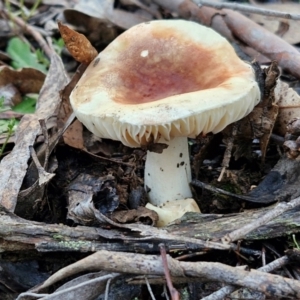 Russula sp. (genus) at Alison Hone Reserve - 8 Jun 2024 04:00 PM