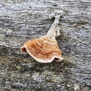 Xylobolus illudens at Alison Hone Reserve - 8 Jun 2024