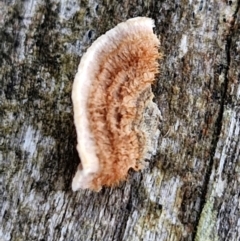 Xylobolus illudens at Alison Hone Reserve - 8 Jun 2024