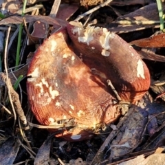 Russula sp. (genus) (Russula) at Alison Hone Reserve - 8 Jun 2024 by trevorpreston