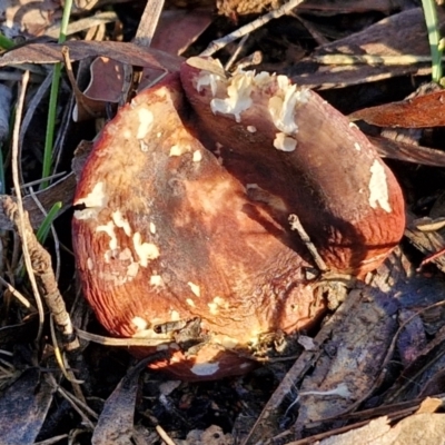 Russula sp. (Russula) at Alison Hone Reserve - 8 Jun 2024 by trevorpreston