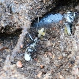 Camponotus aeneopilosus at Alison Hone Reserve - 8 Jun 2024 03:55 PM