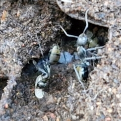 Camponotus aeneopilosus at Alison Hone Reserve - 8 Jun 2024 03:55 PM