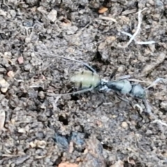 Camponotus aeneopilosus at Alison Hone Reserve - 8 Jun 2024 03:55 PM