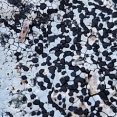 Unverified Lichen at Alison Hone Reserve - 8 Jun 2024 by trevorpreston