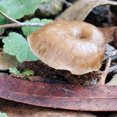 Unidentified Cap on a stem; gills below cap [mushrooms or mushroom-like] at Alison Hone Reserve - 8 Jun 2024 by trevorpreston