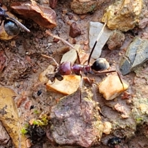 Iridomyrmex purpureus at Alison Hone Reserve - 8 Jun 2024 03:45 PM