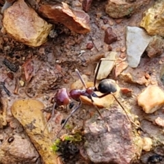 Iridomyrmex purpureus at Alison Hone Reserve - 8 Jun 2024 03:45 PM