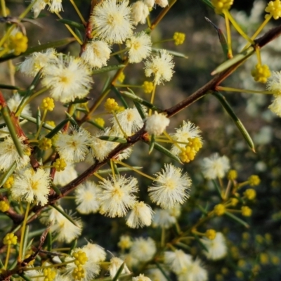 Acacia genistifolia (Early Wattle) at Alison Hone Reserve - 8 Jun 2024 by trevorpreston