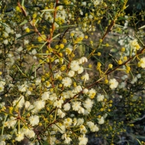 Acacia genistifolia at Alison Hone Reserve - 8 Jun 2024