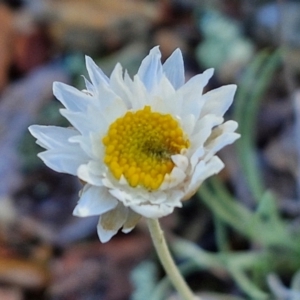 Leucochrysum albicans subsp. tricolor at Alison Hone Reserve - 8 Jun 2024