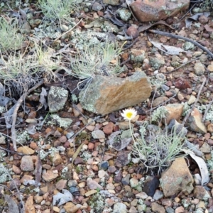 Leucochrysum albicans subsp. tricolor at Alison Hone Reserve - 8 Jun 2024