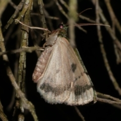 Aeolochroma metarhodata (Tea-tree Emerald (Geometrinae)) at WendyM's farm at Freshwater Ck. - 24 Mar 2023 by WendyEM